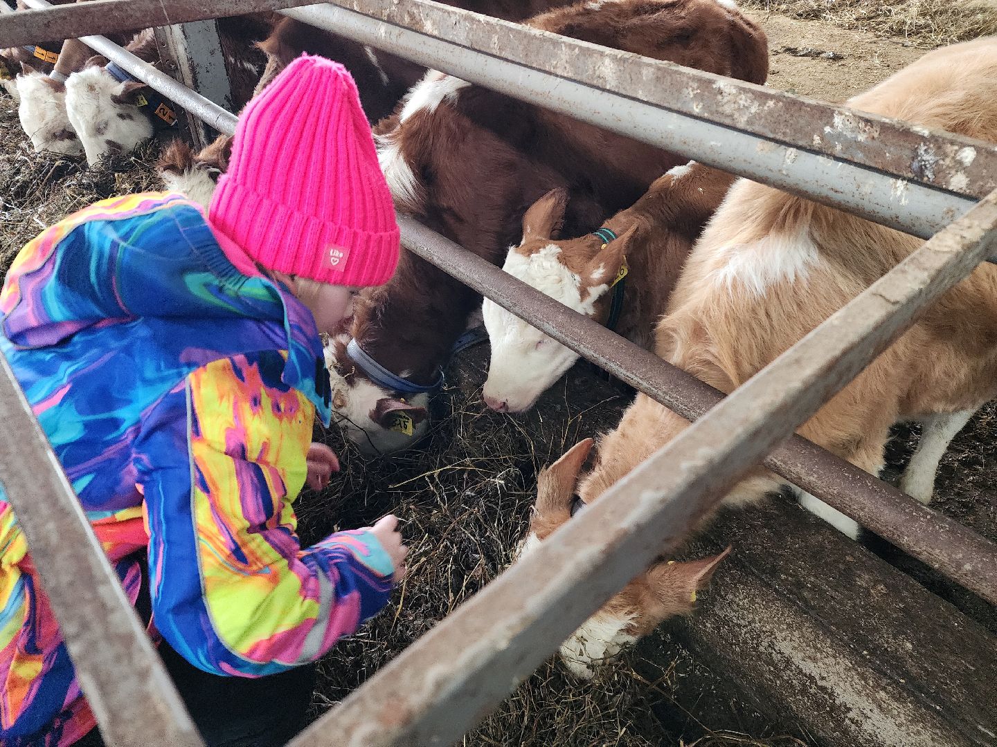 семьи участников сво, 8 марта, сыроварня,