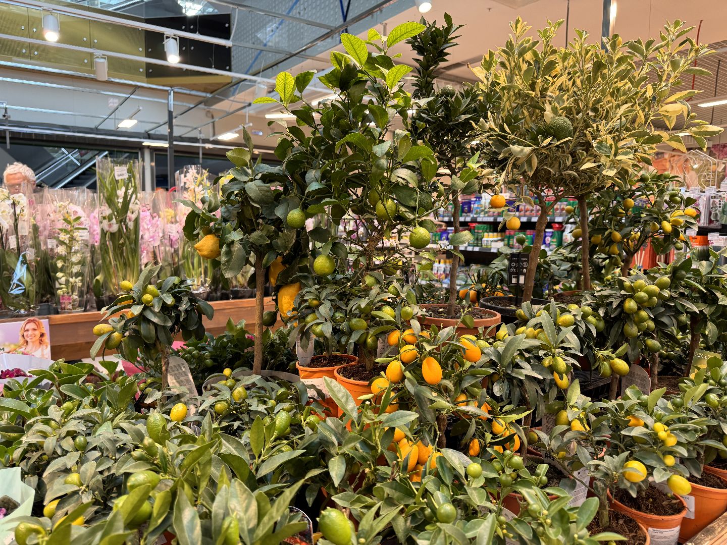 Одинцово, Садовый центр, Экономика,