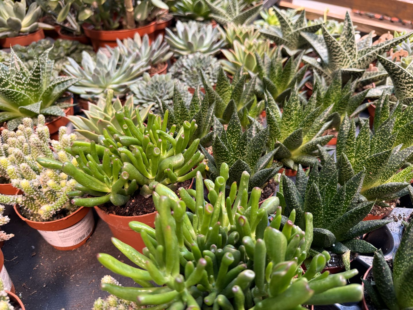 Одинцово, Садовый центр, Экономика,