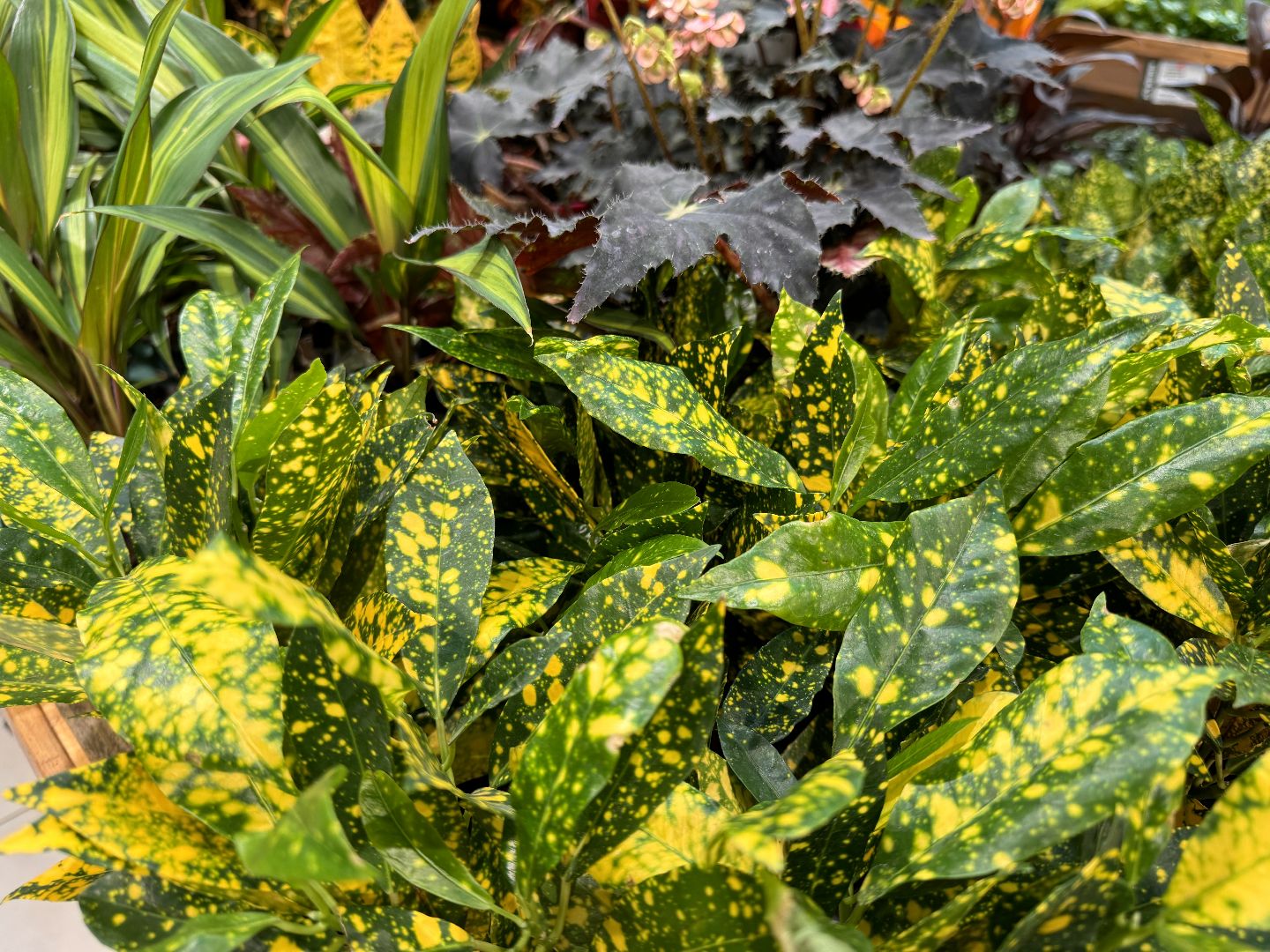 Одинцово, Садовый центр, Экономика,