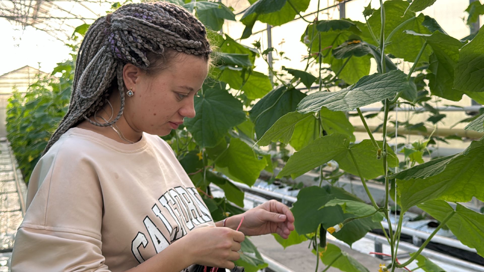 Одинцово, ВНИИСОК, Федеральный научный центр овощеводства,