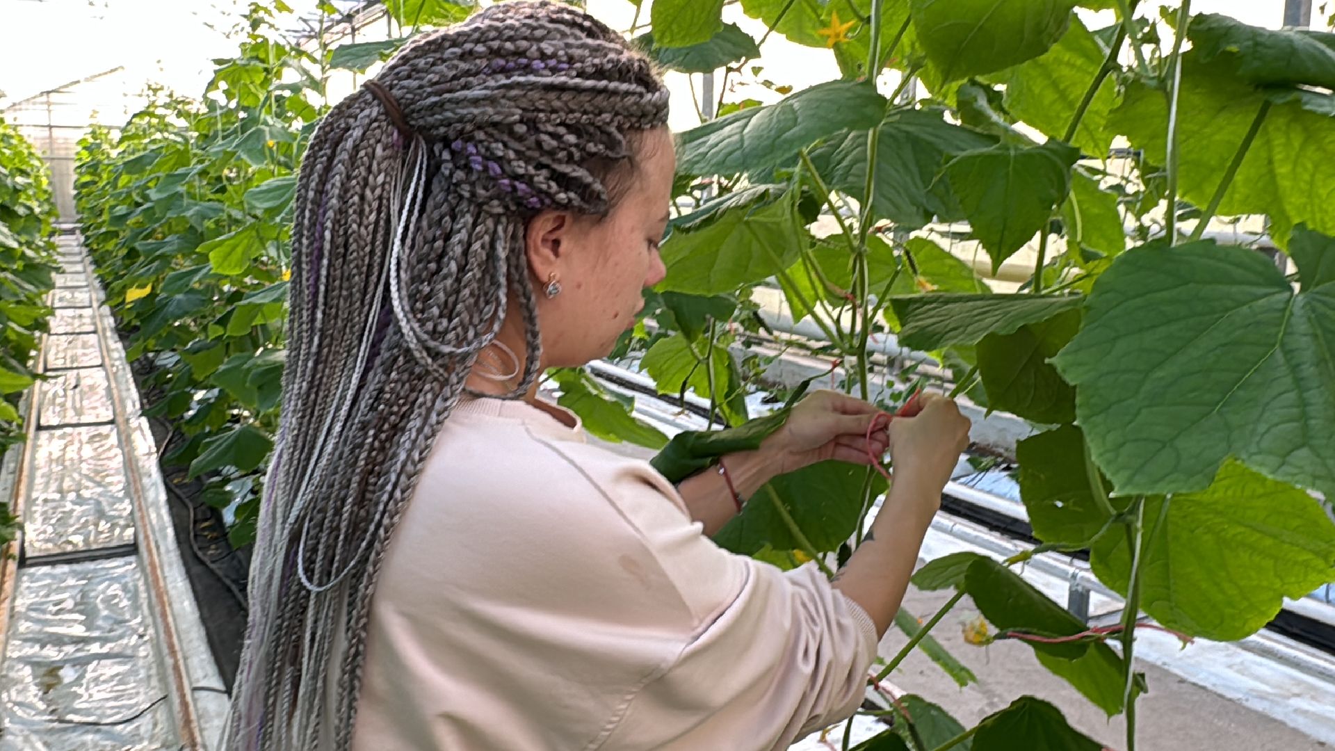 Одинцово, ВНИИСОК, Федеральный научный центр овощеводства,