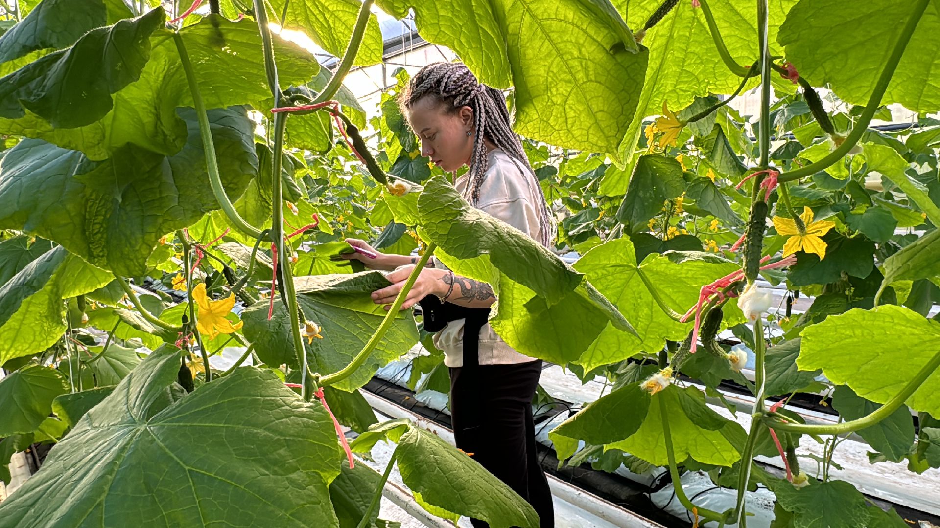 Одинцово, ВНИИСОК, Федеральный научный центр овощеводства,