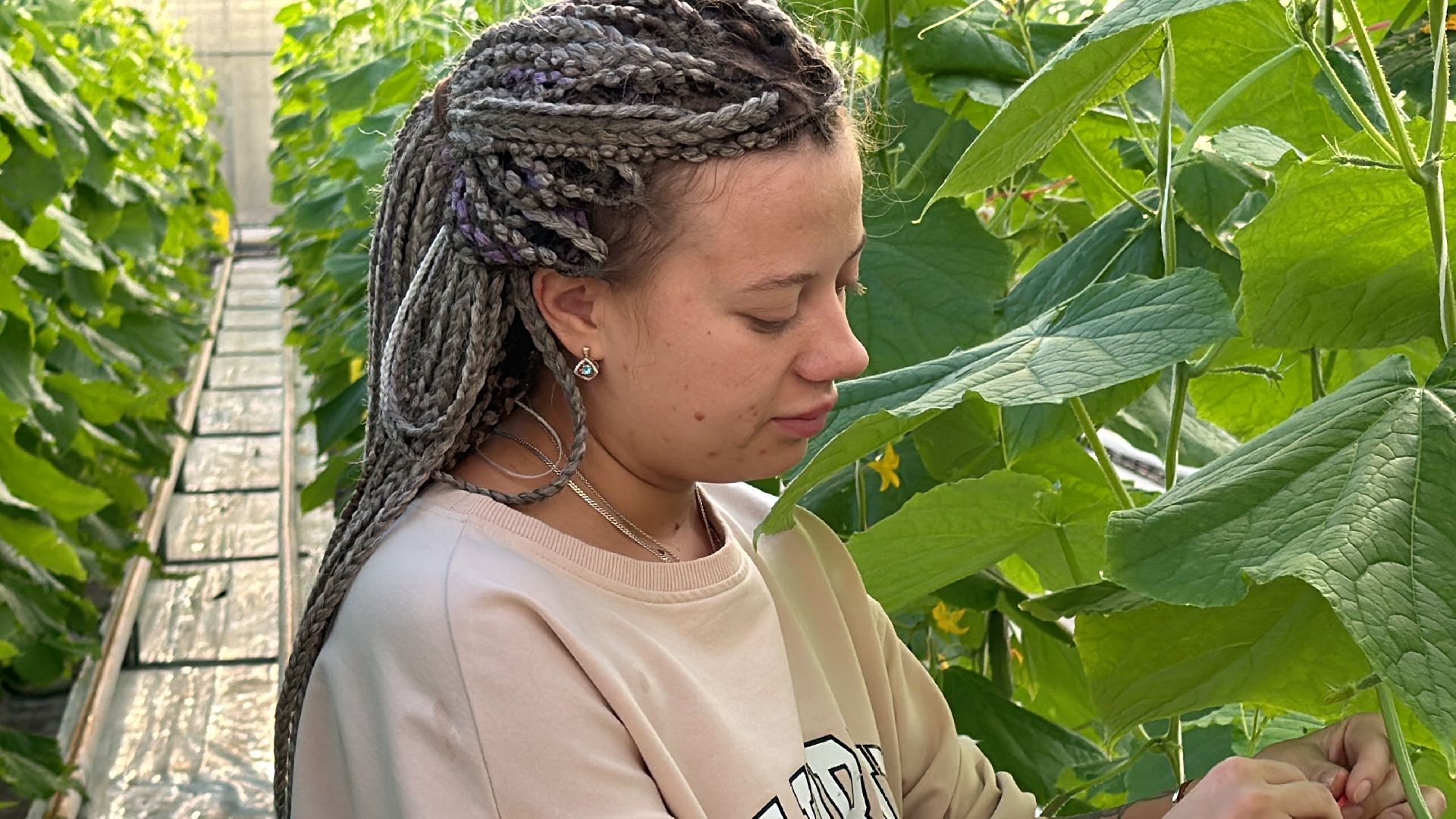 Одинцово, ВНИИСОК, Федеральный научный центр овощеводства,