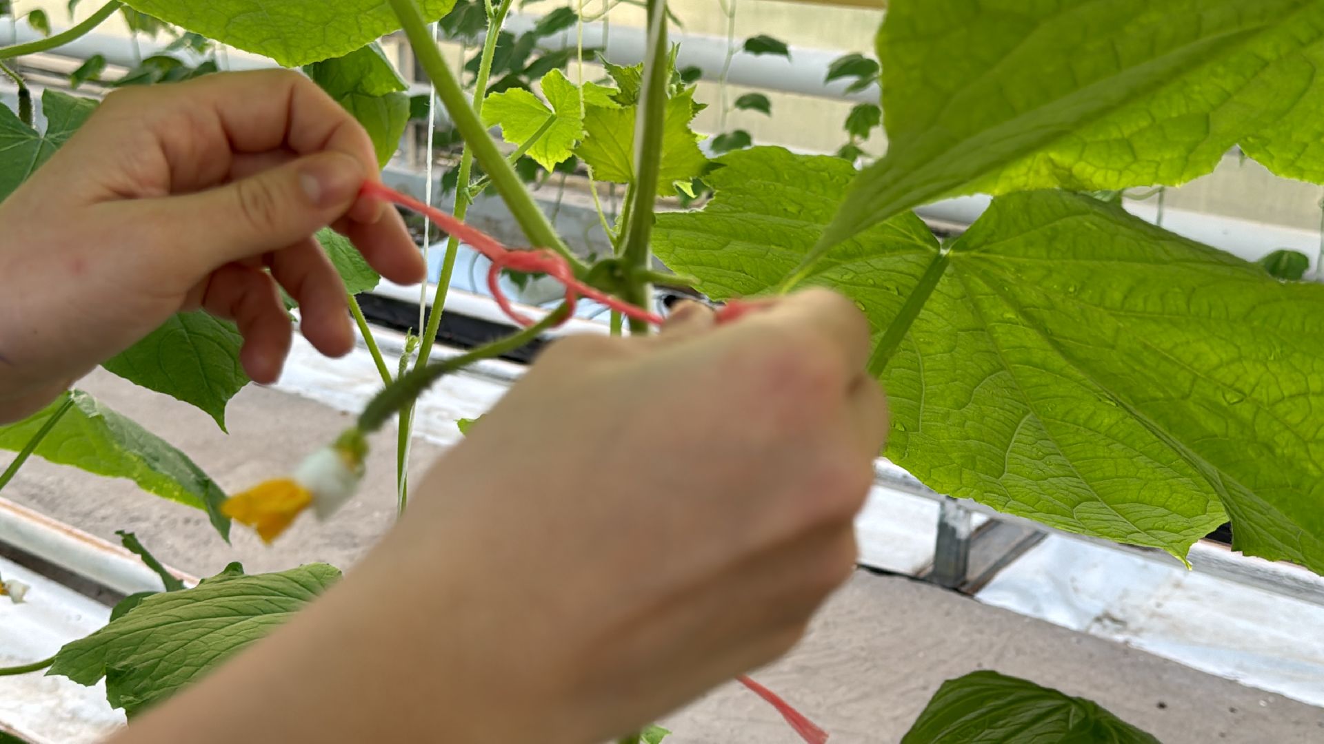 Одинцово, ВНИИСОК, Федеральный научный центр овощеводства,