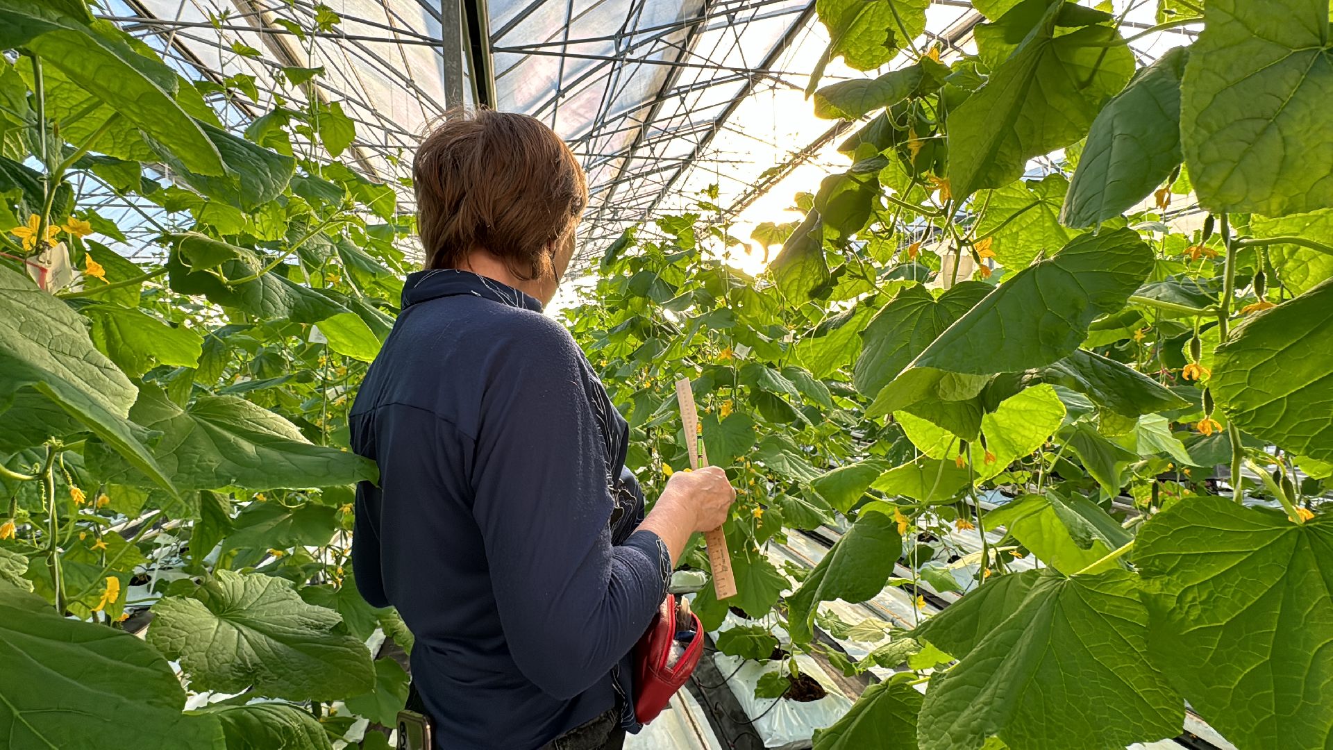 Одинцово, ВНИИСОК, Федеральный научный центр овощеводства,