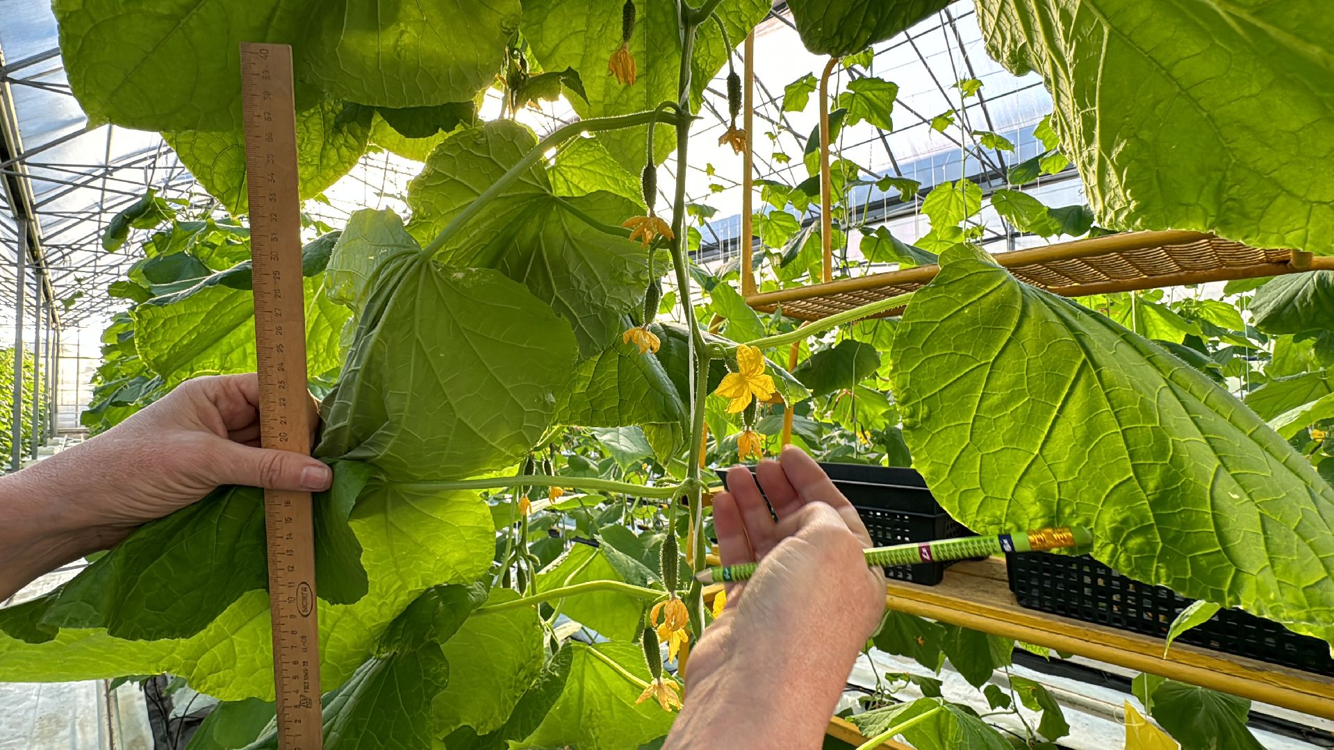 Одинцово, ВНИИСОК, Федеральный научный центр овощеводства,