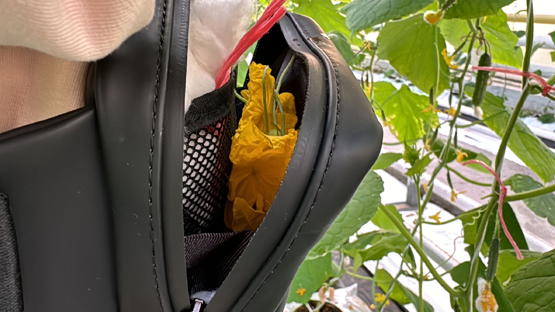 Одинцово, ВНИИСОК, Федеральный научный центр овощеводства,