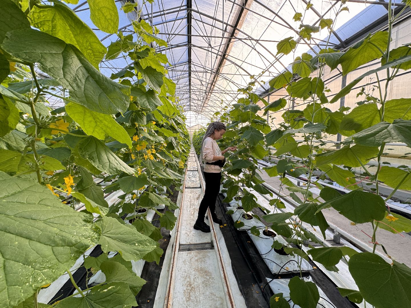 Одинцово, ВНИИСОК, Федеральный научный центр овощеводства,