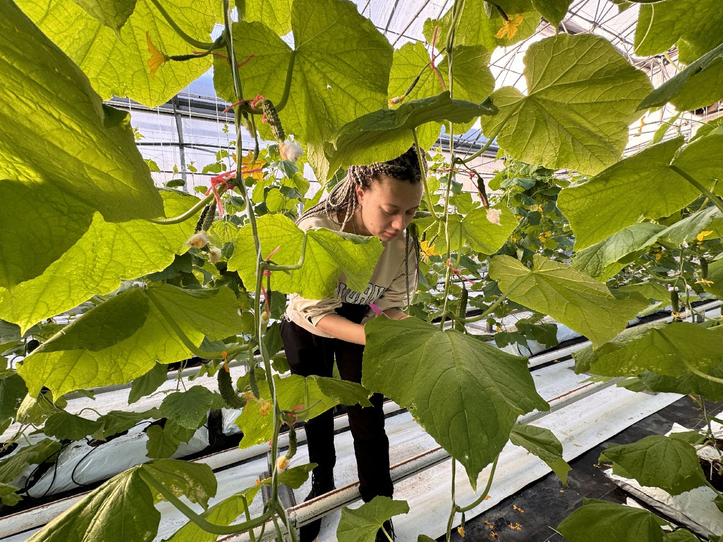 Одинцово, ВНИИСОК, Федеральный научный центр овощеводства,