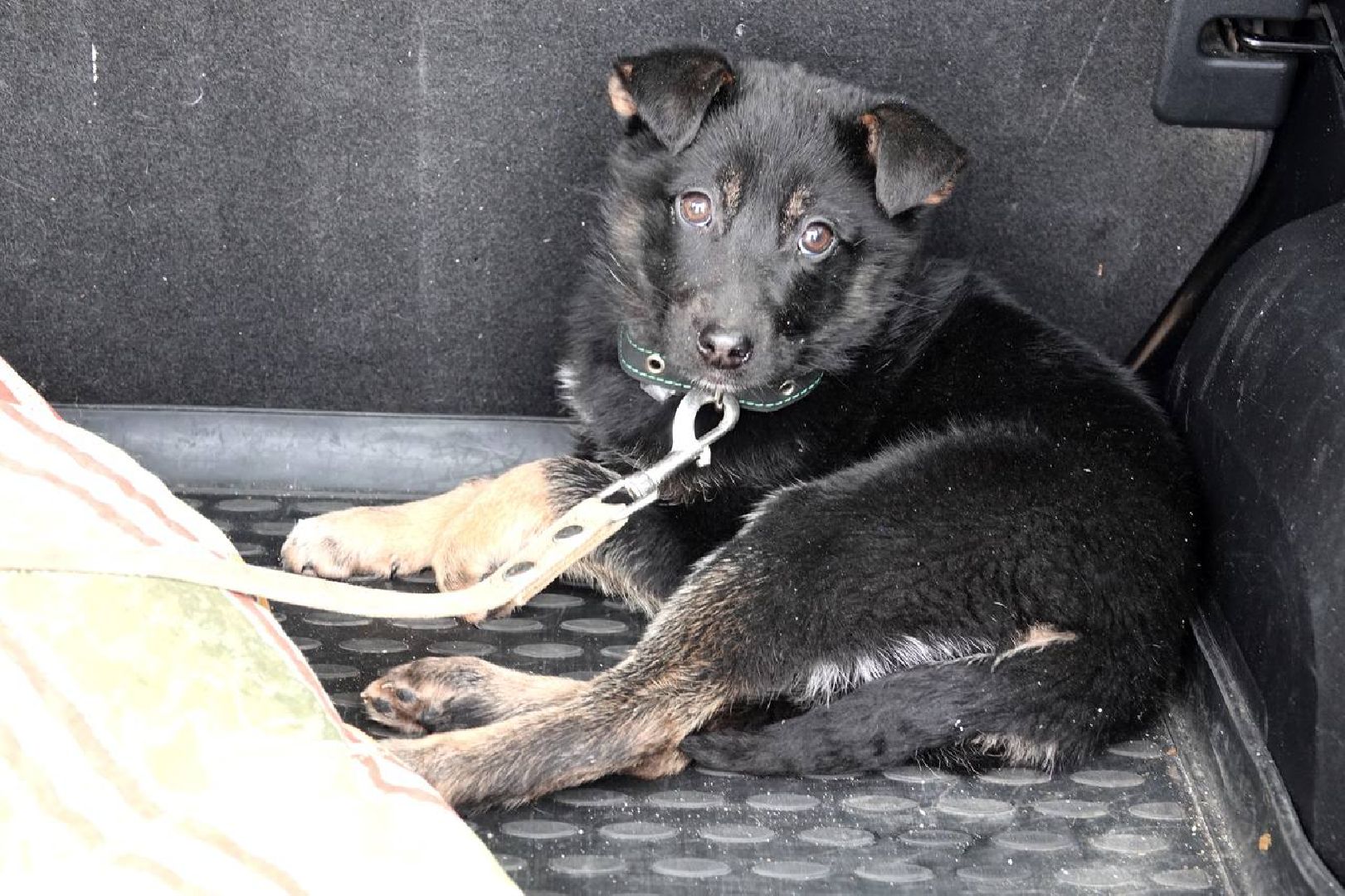 Щенок, Собака, Ищем дом, Сергиев Посад, Добрые дела, Волонтеры,