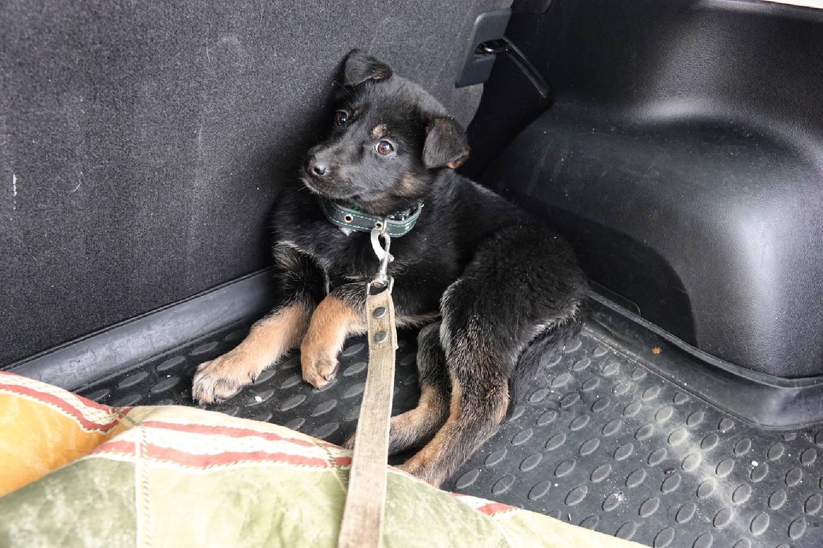 Щенок, Собака, Ищем дом, Сергиев Посад, Добрые дела, Волонтеры,