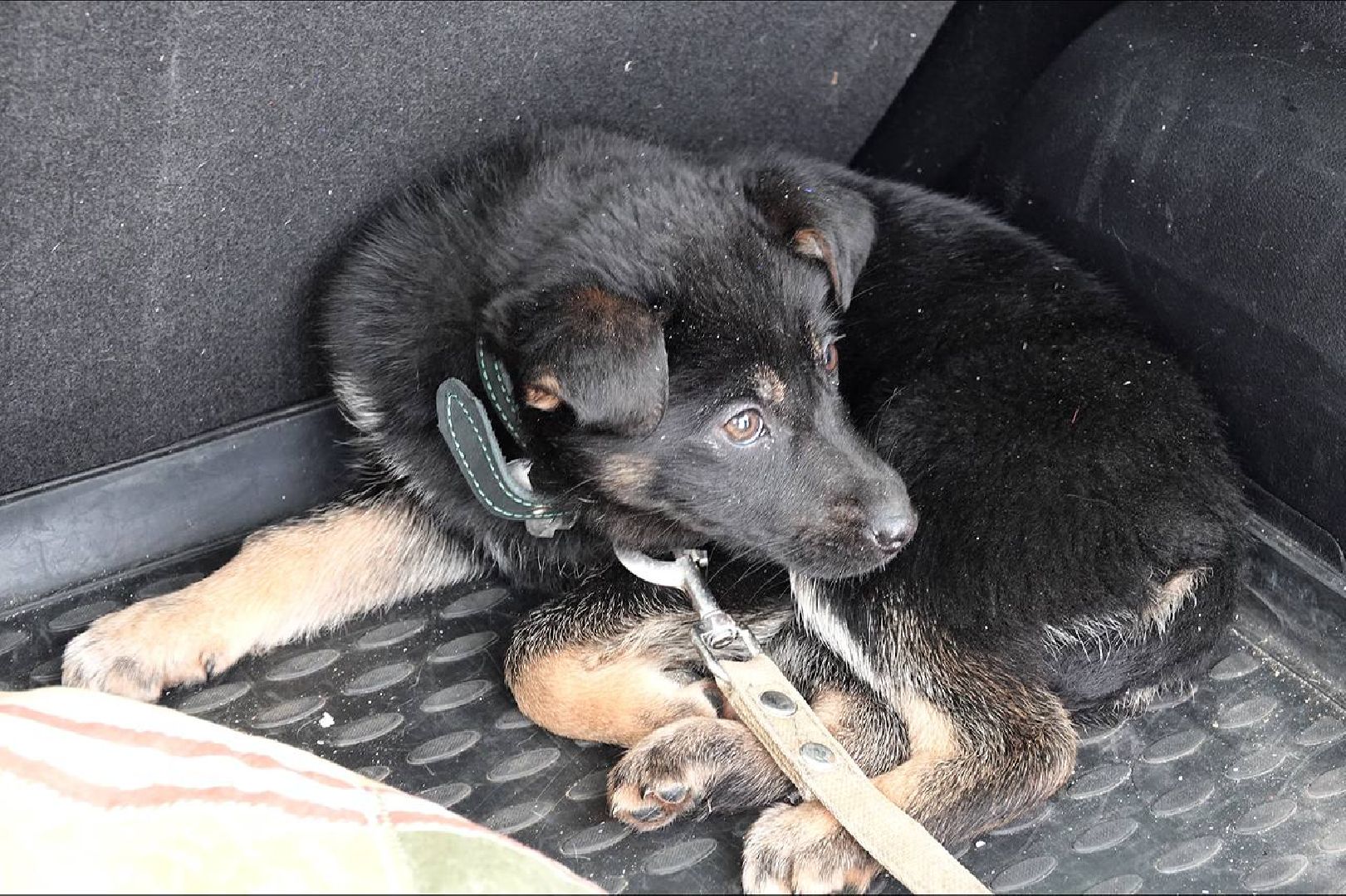 Щенок, Собака, Ищем дом, Сергиев Посад, Добрые дела, Волонтеры,