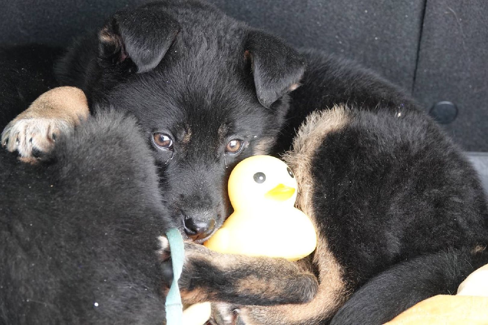 Щенок, Собака, Ищем дом, Сергиев Посад, Добрые дела, Волонтеры,