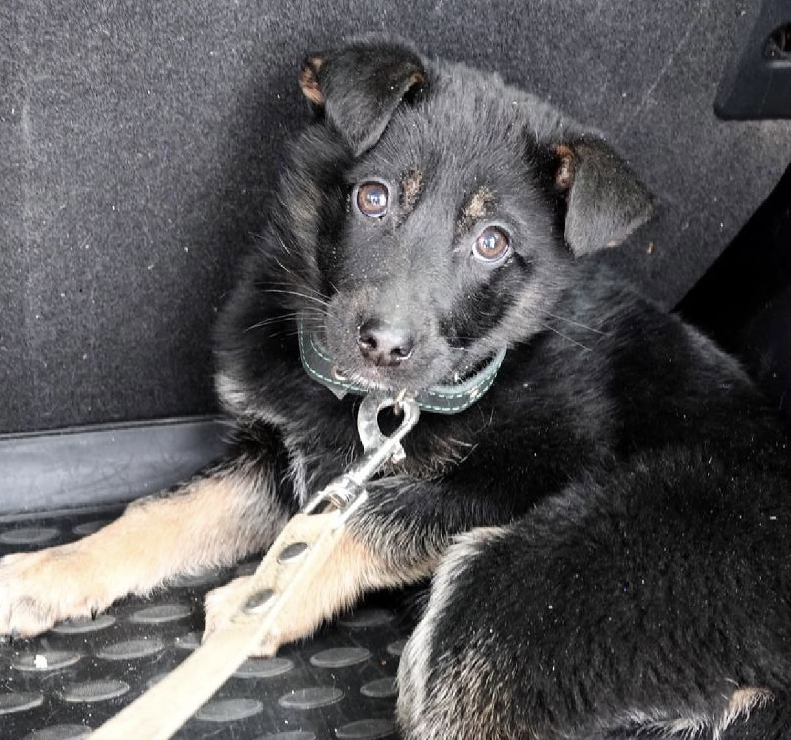 Щенок, Собака, Ищем дом, Сергиев Посад, Добрые дела, Волонтеры,