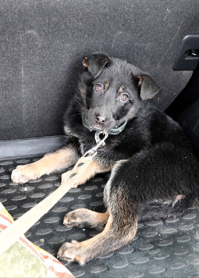 Щенок, Собака, Ищем дом, Сергиев Посад, Добрые дела, Волонтеры,