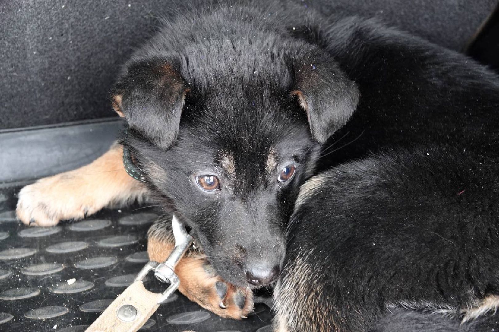 Щенок, Собака, Ищем дом, Сергиев Посад, Добрые дела, Волонтеры,