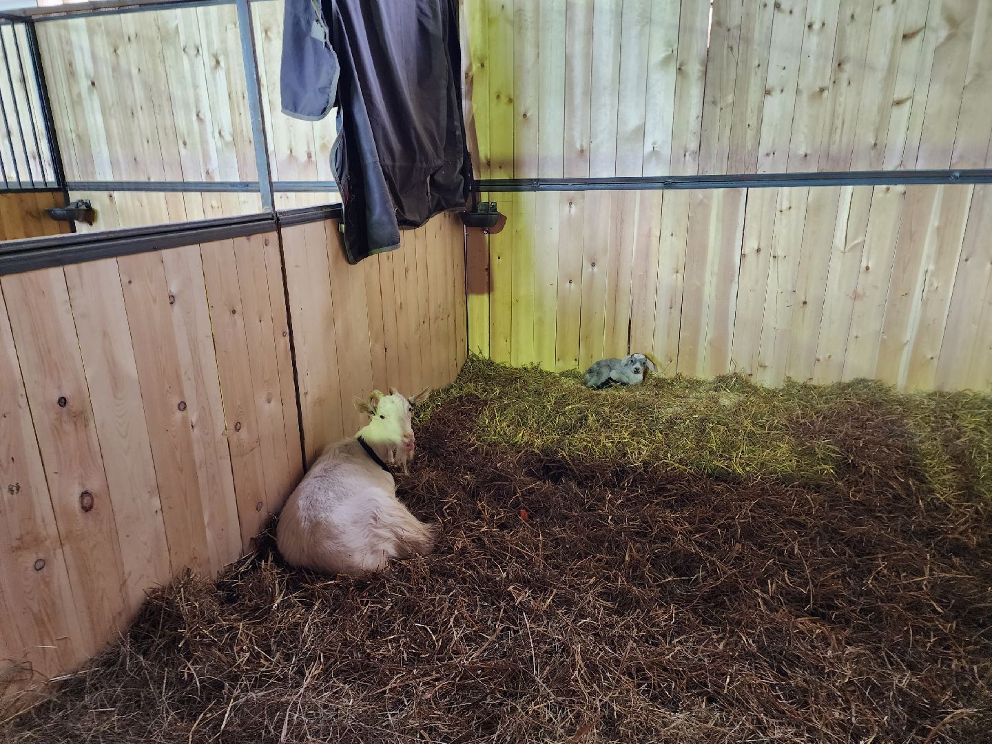 чехов, благоустройство, ферма, завод, энергомаш, конюшня,