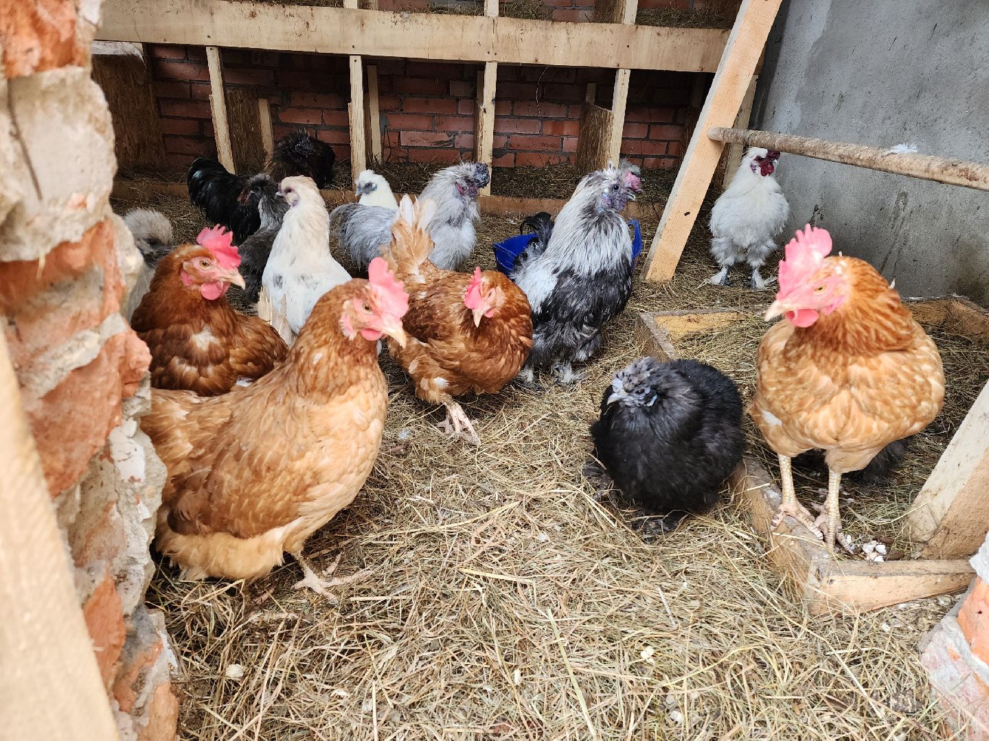 чехов, благоустройство, ферма, завод, энергомаш, конюшня,