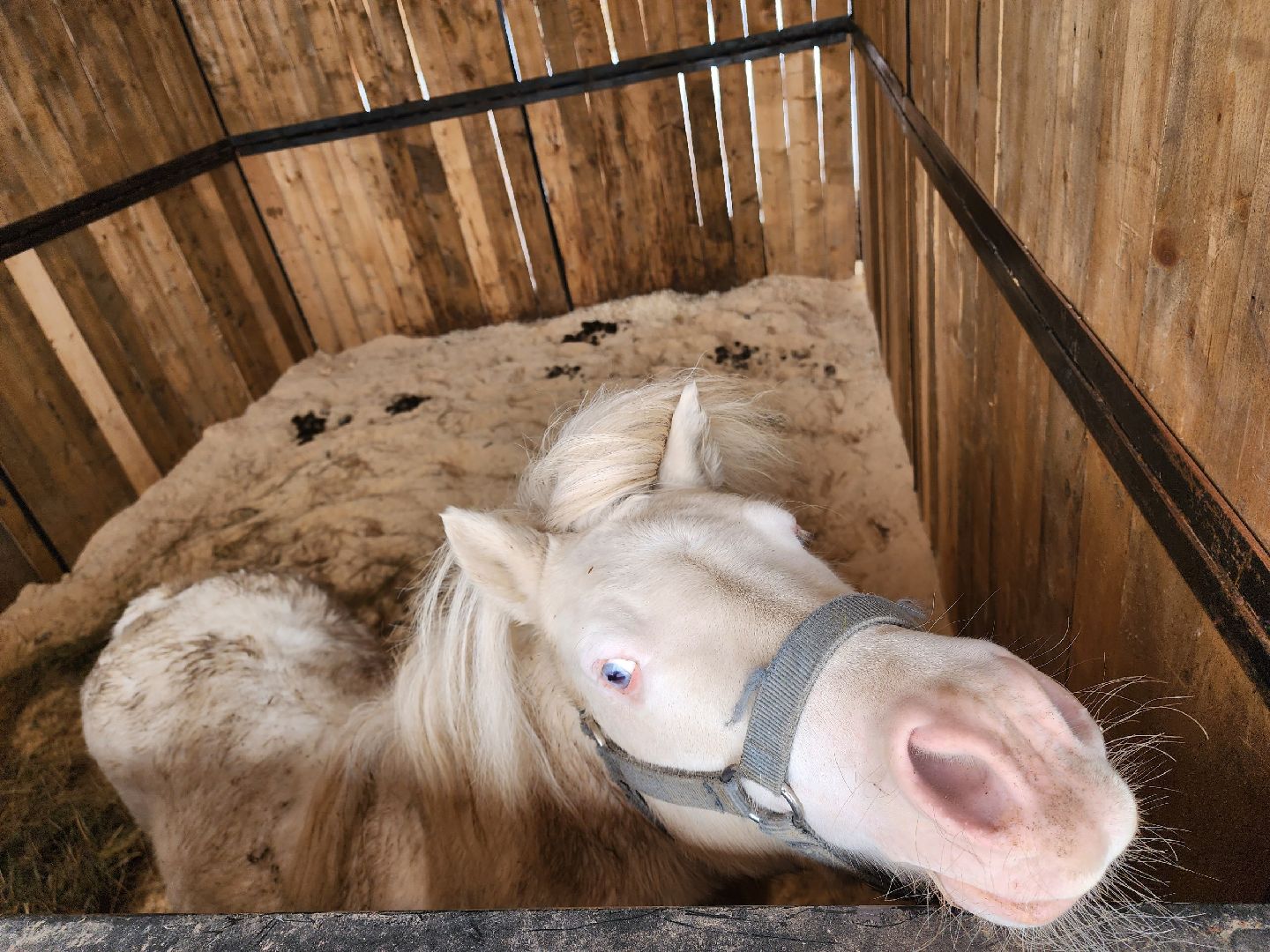 чехов, благоустройство, ферма, завод, энергомаш, конюшня,