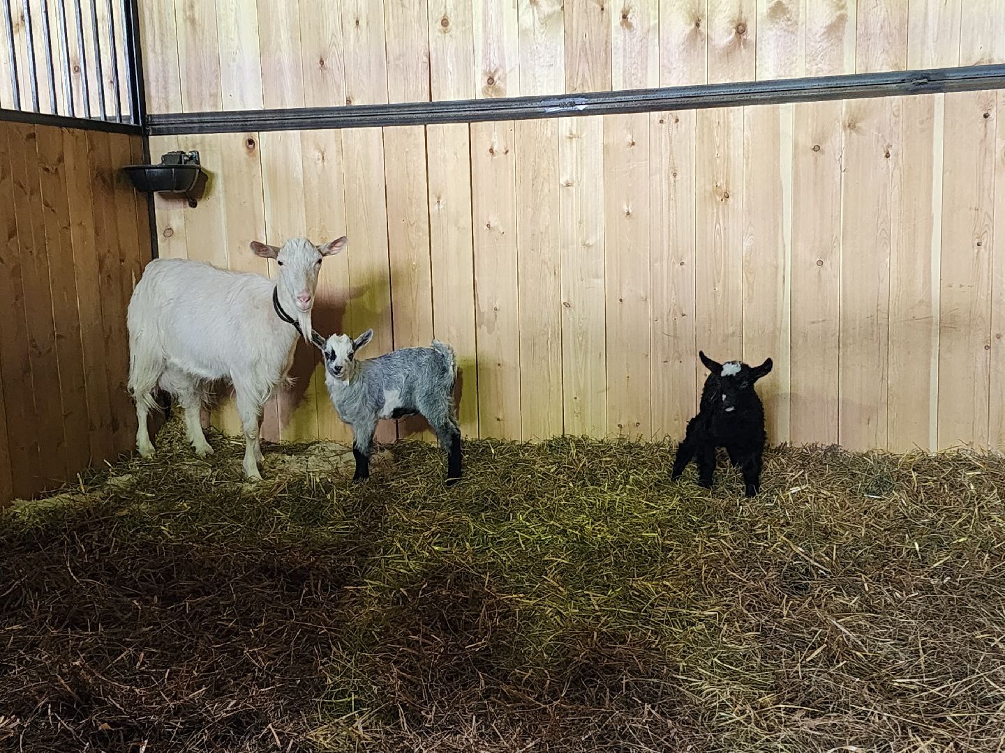 чехов, благоустройство, ферма, завод, энергомаш, конюшня,