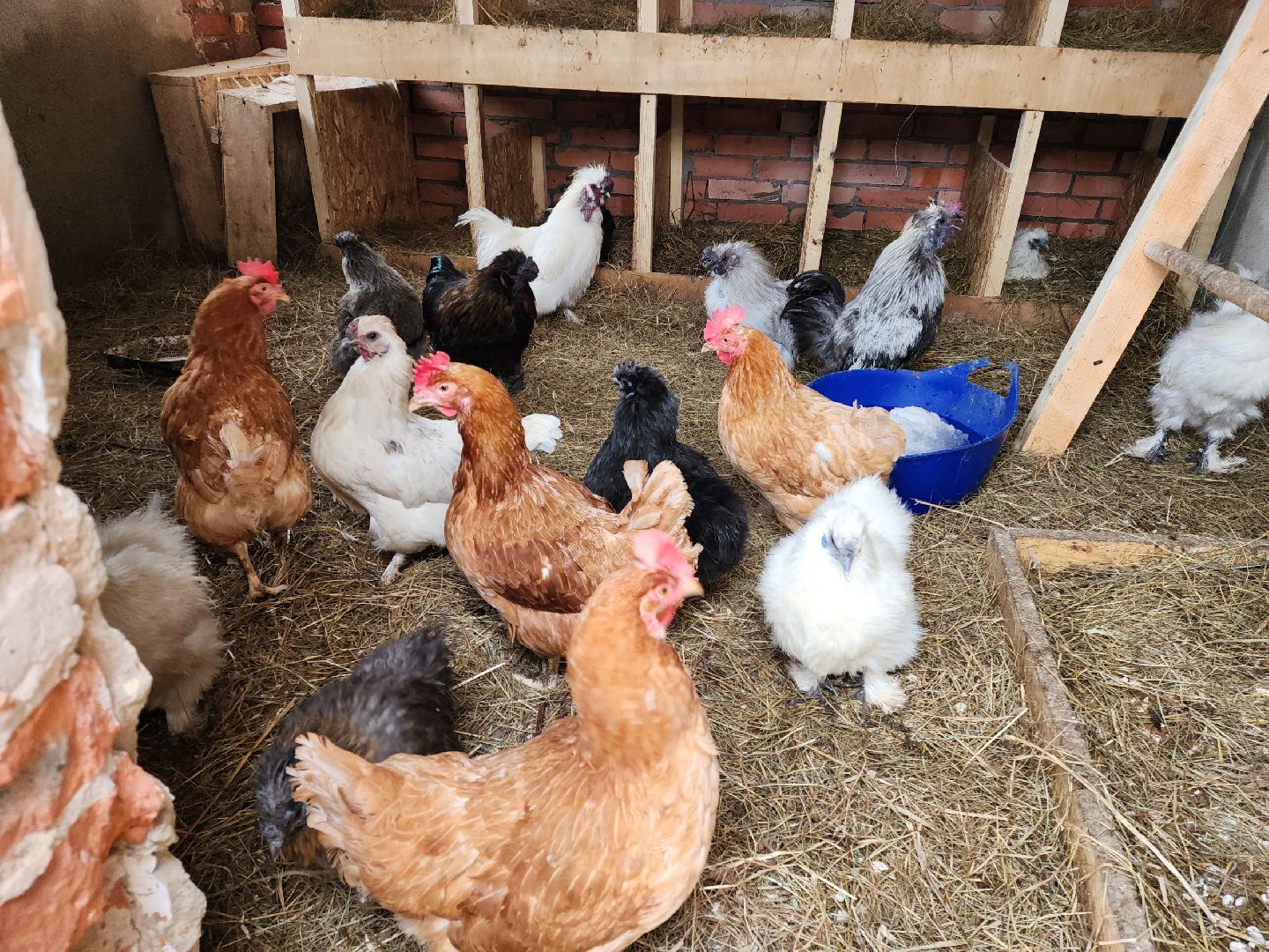 чехов, благоустройство, ферма, завод, энергомаш, конюшня,