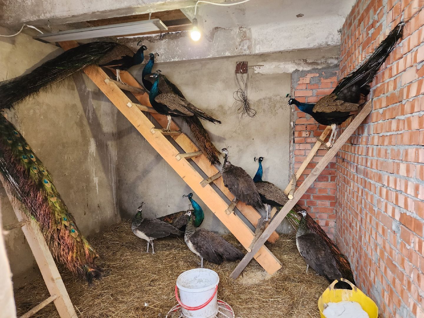 чехов, благоустройство, ферма, завод, энергомаш, конюшня,