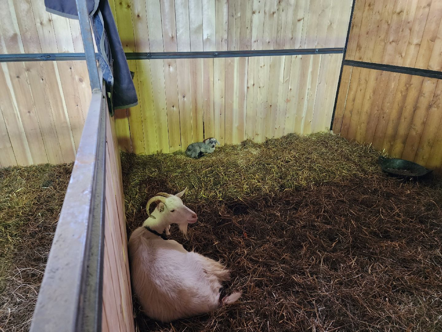 чехов, благоустройство, ферма, завод, энергомаш, конюшня,