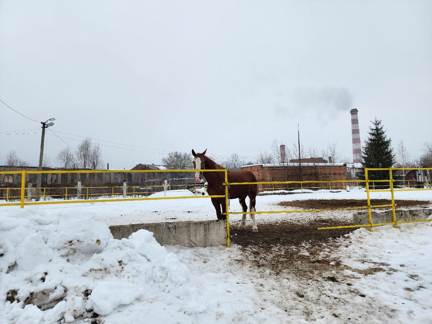 чехов, благоустройство, ферма, завод, энергомаш, конюшня,