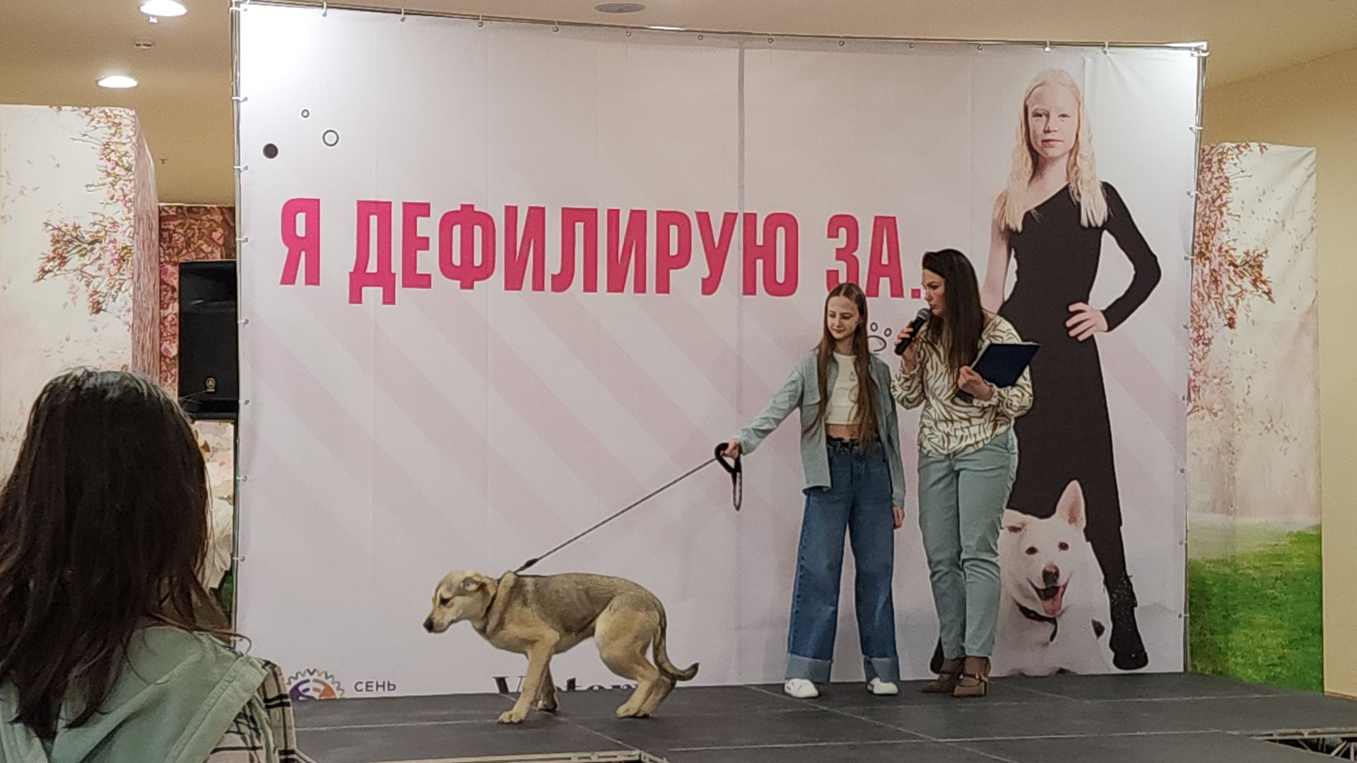 электросталь, мой город, жители города, питомник, собаки, торговый центр, благотворительность,