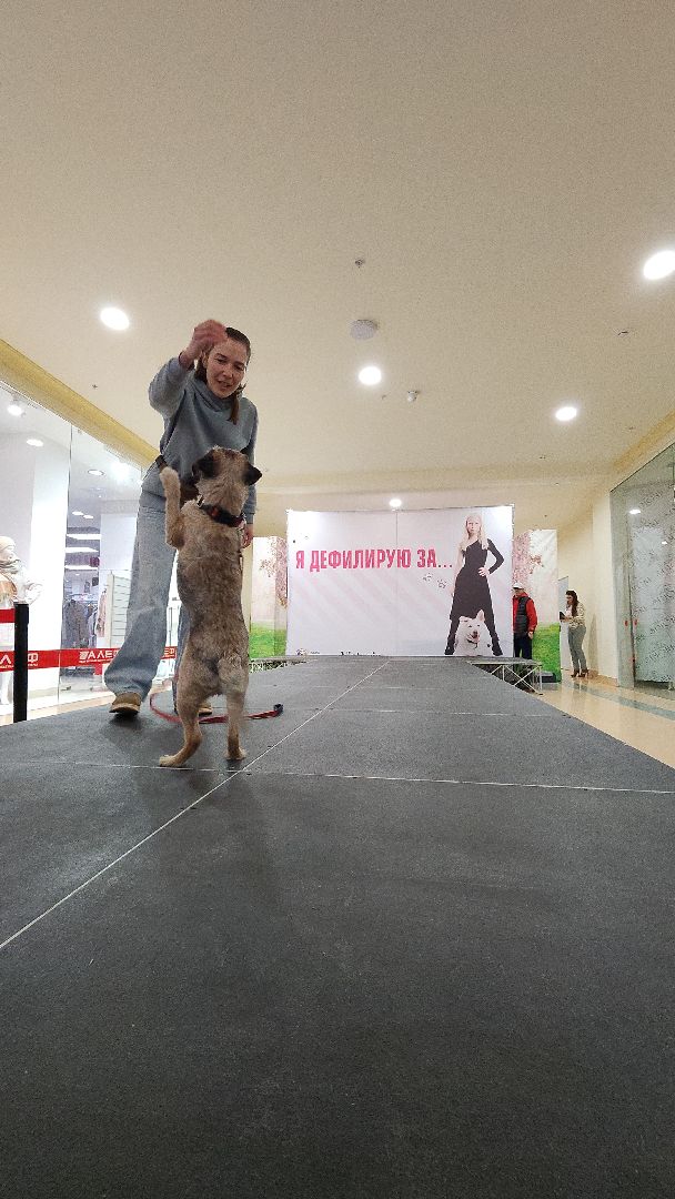 электросталь, мой город, жители города, питомник, собаки, торговый центр, благотворительность,