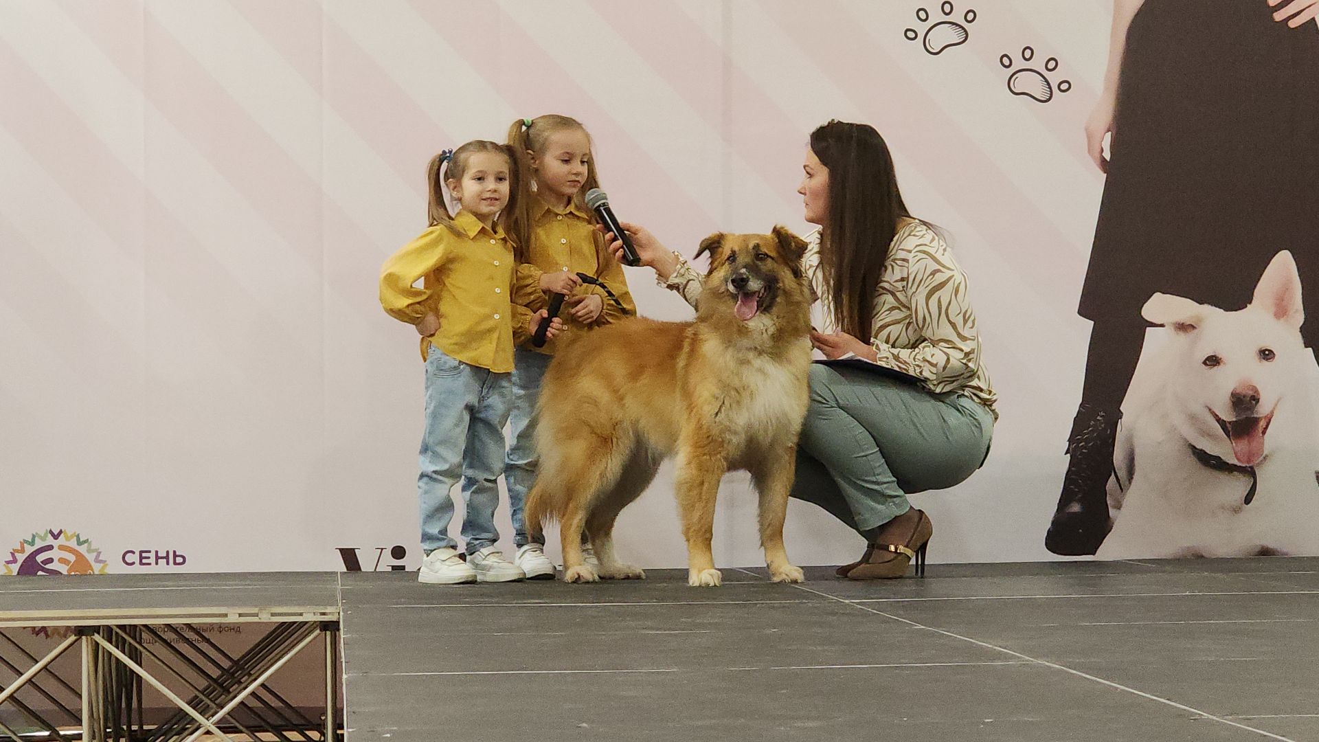 электросталь, мой город, жители города, питомник, собаки, торговый центр, благотворительность,