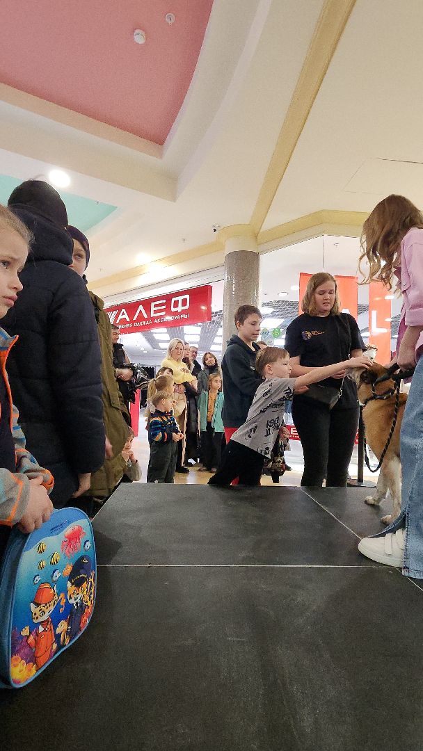 электросталь, мой город, жители города, питомник, собаки, торговый центр, благотворительность,