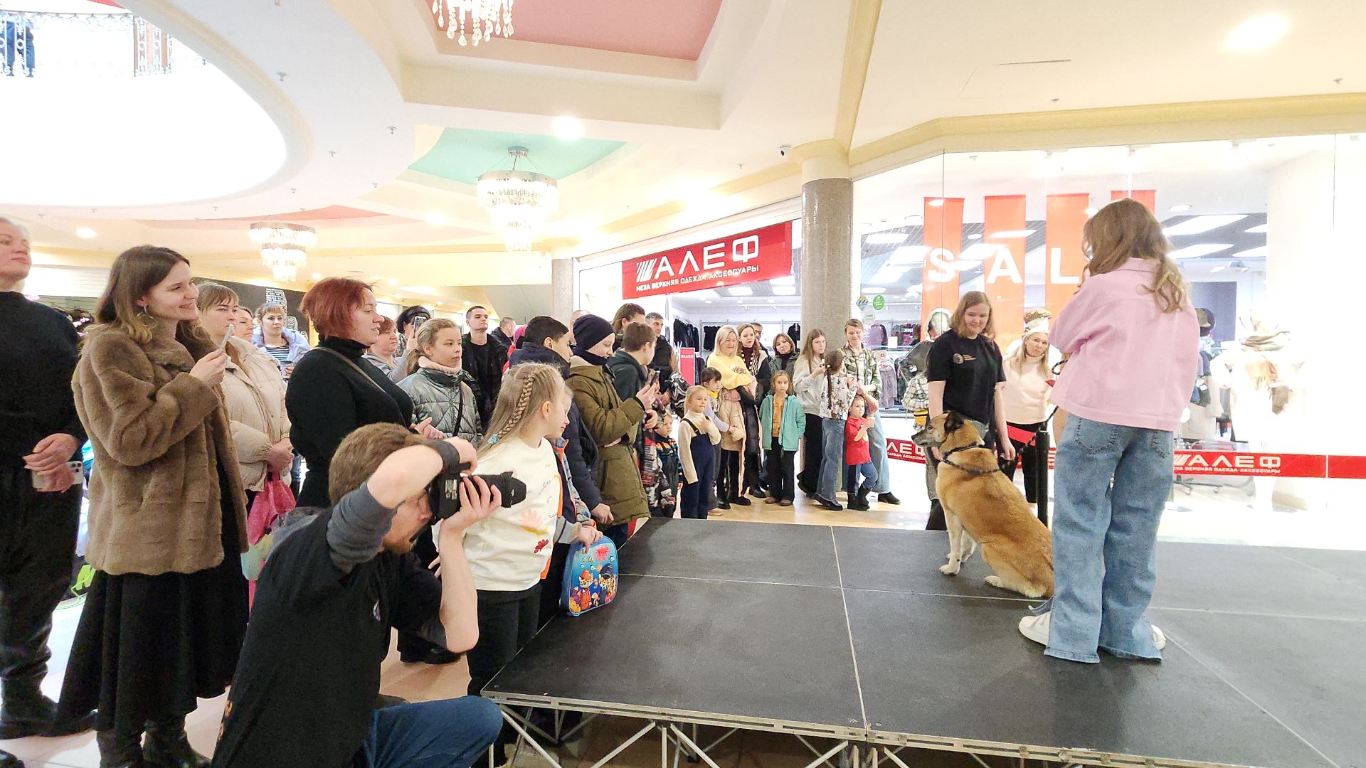 электросталь, мой город, жители города, питомник, собаки, торговый центр, благотворительность,
