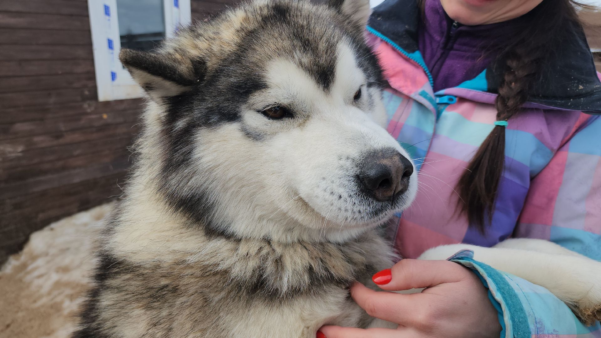 Деревня хаски, рузская аляска, животные, руза, рузский городской округ, подмосковье, московская область,