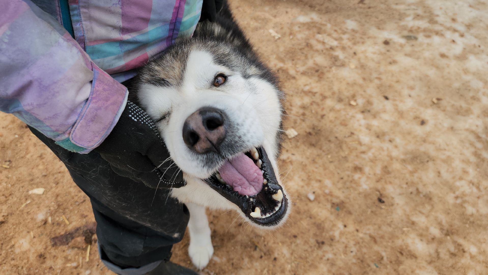 Деревня хаски, рузская аляска, животные, руза, рузский городской округ, подмосковье, московская область,