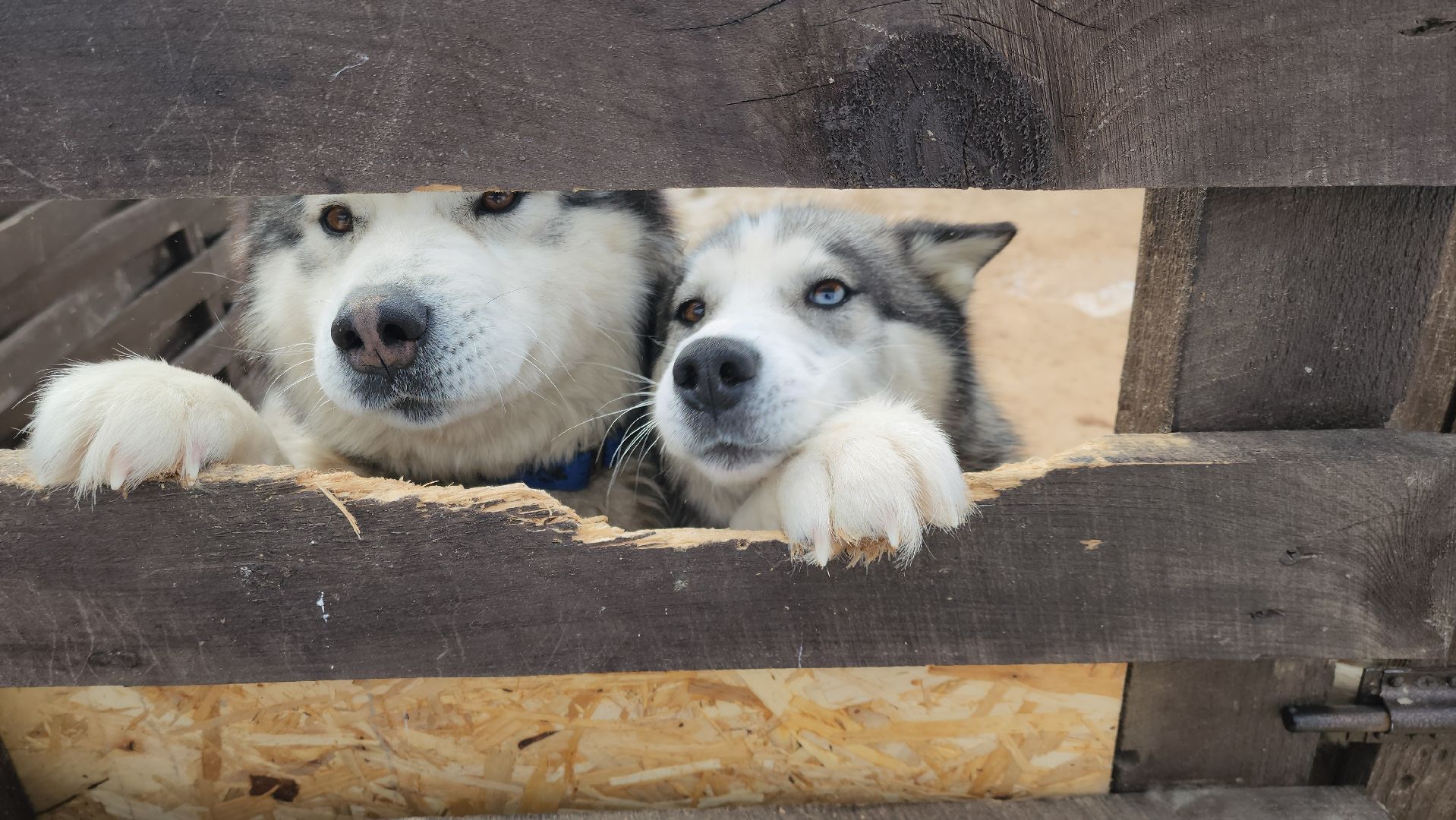 Деревня хаски, рузская аляска, животные, руза, рузский городской округ, подмосковье, московская область,