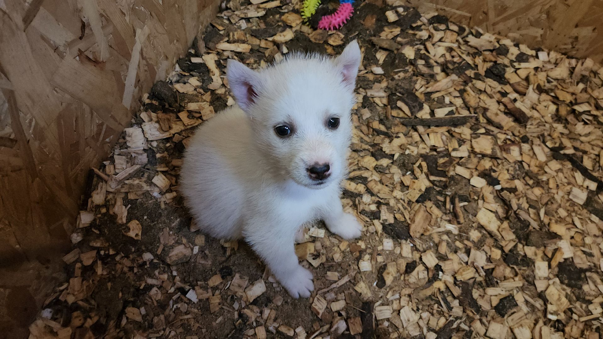 Деревня хаски, рузская аляска, животные, руза, рузский городской округ, подмосковье, московская область,