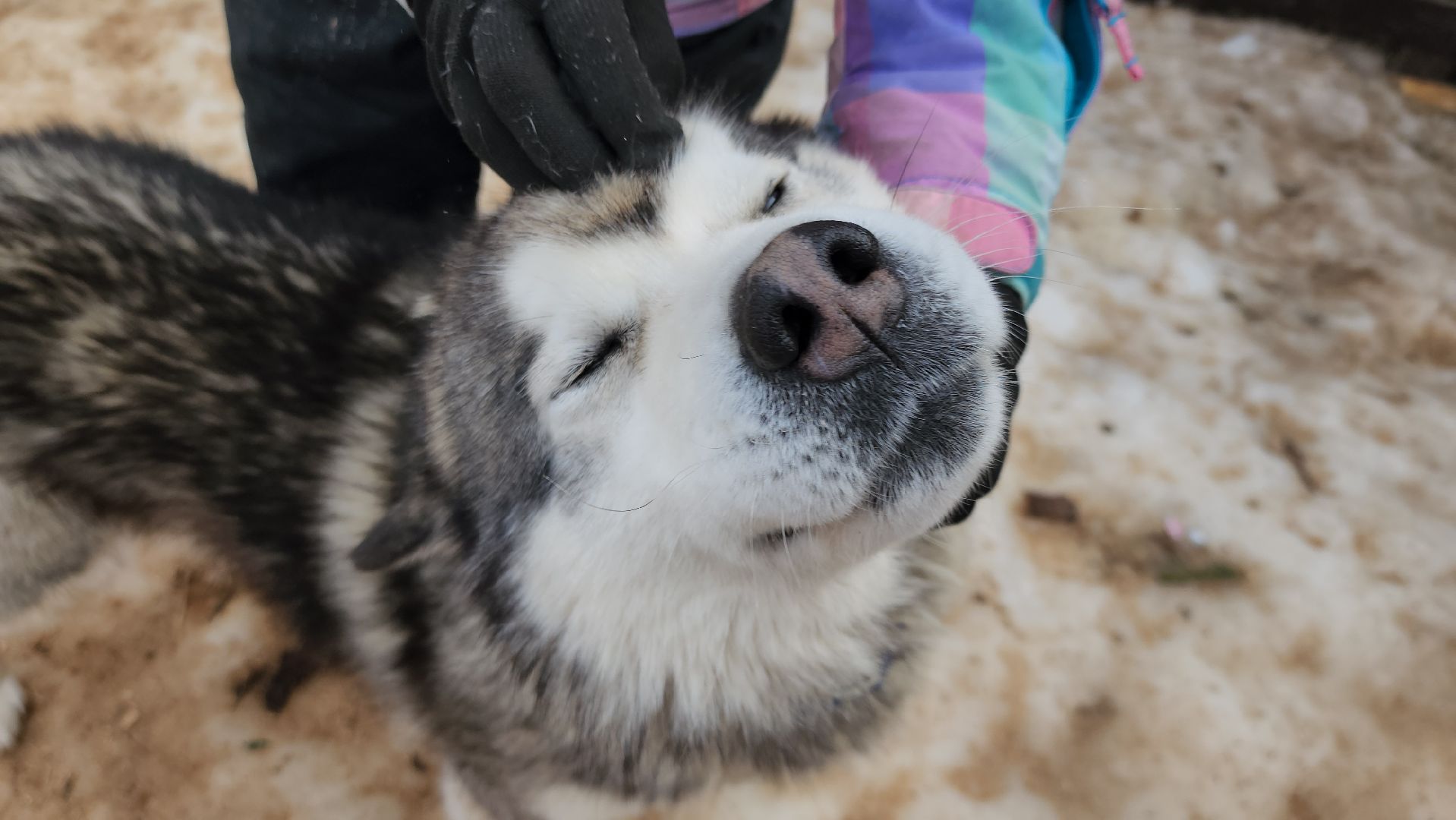 Деревня хаски, рузская аляска, животные, руза, рузский городской округ, подмосковье, московская область,