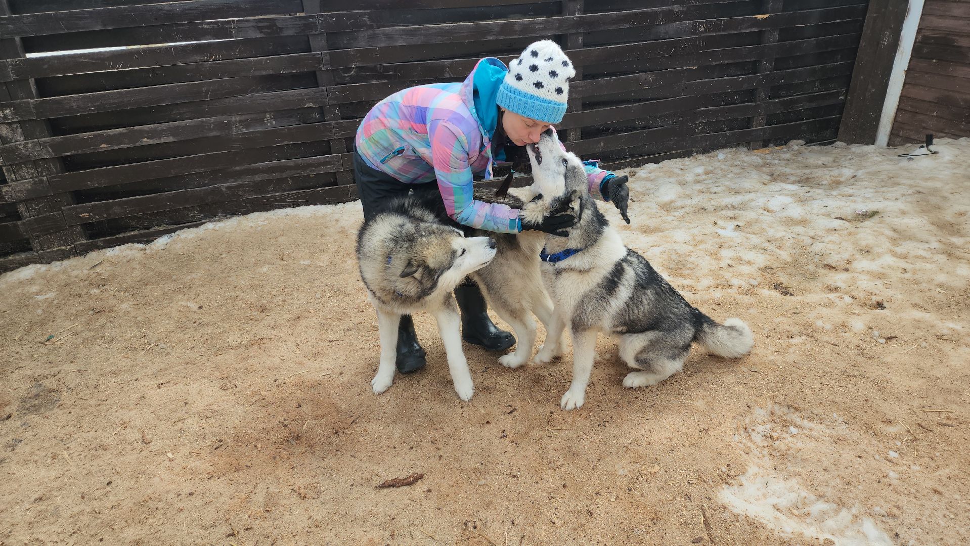 Деревня хаски, рузская аляска, животные, руза, рузский городской округ, подмосковье, московская область,