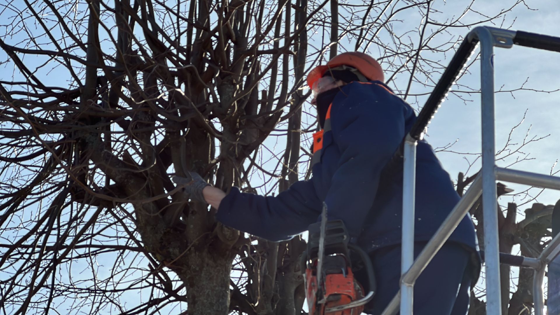 Клин, общество, опиловка деревьев, ЖКХ,