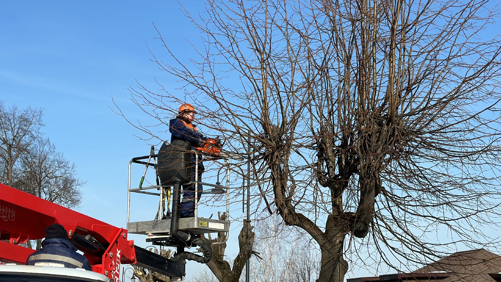 Клин, общество, опиловка деревьев, ЖКХ,