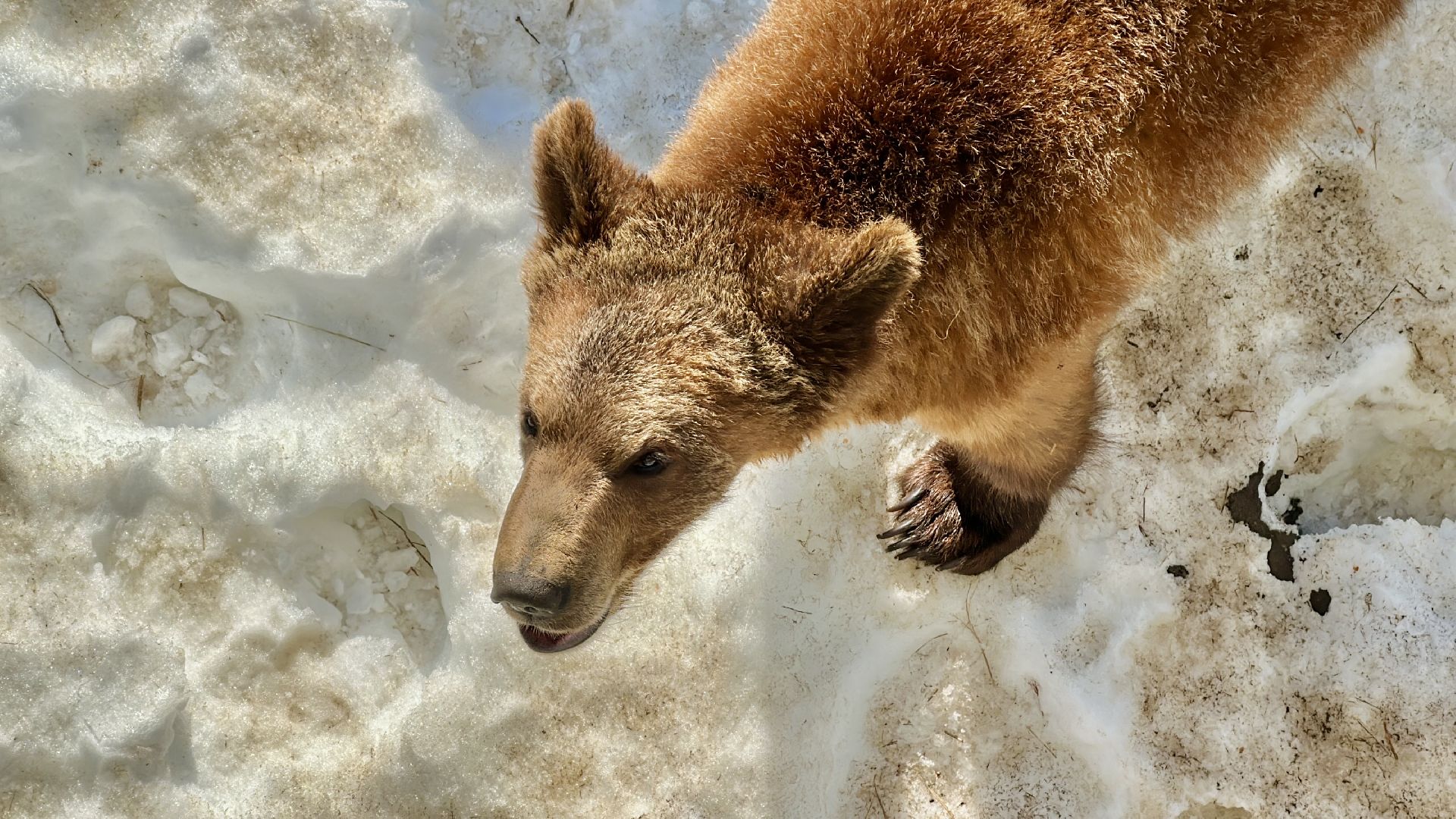 Клин, общество, помощь, животные, волонтеры,
