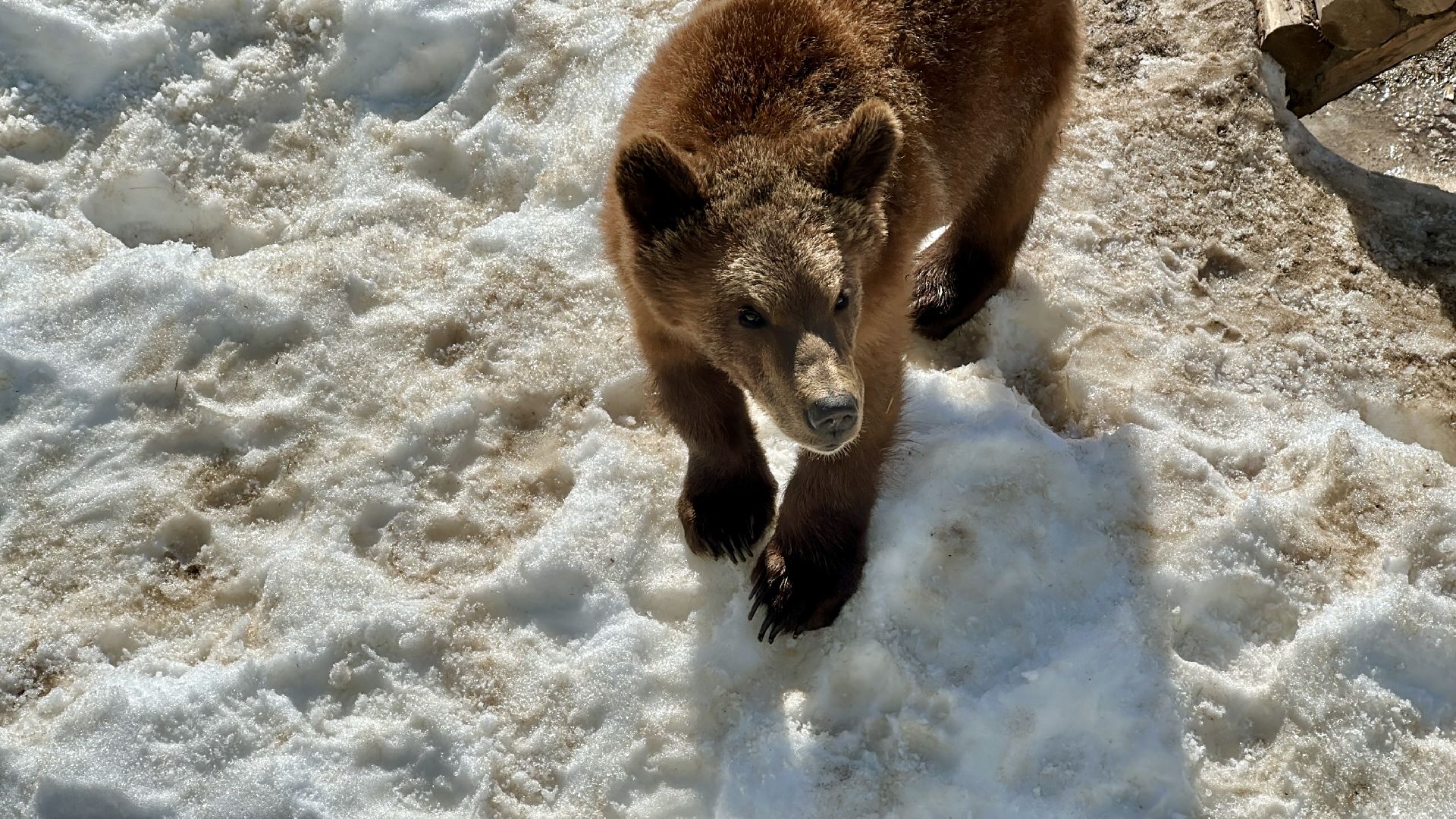 Клин, общество, помощь, животные, волонтеры,