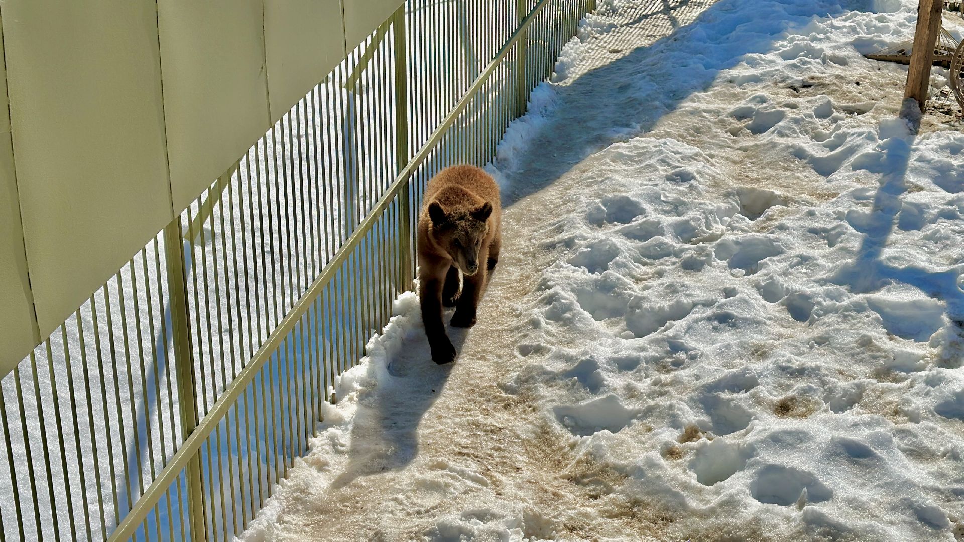 Клин, общество, помощь, животные, волонтеры,