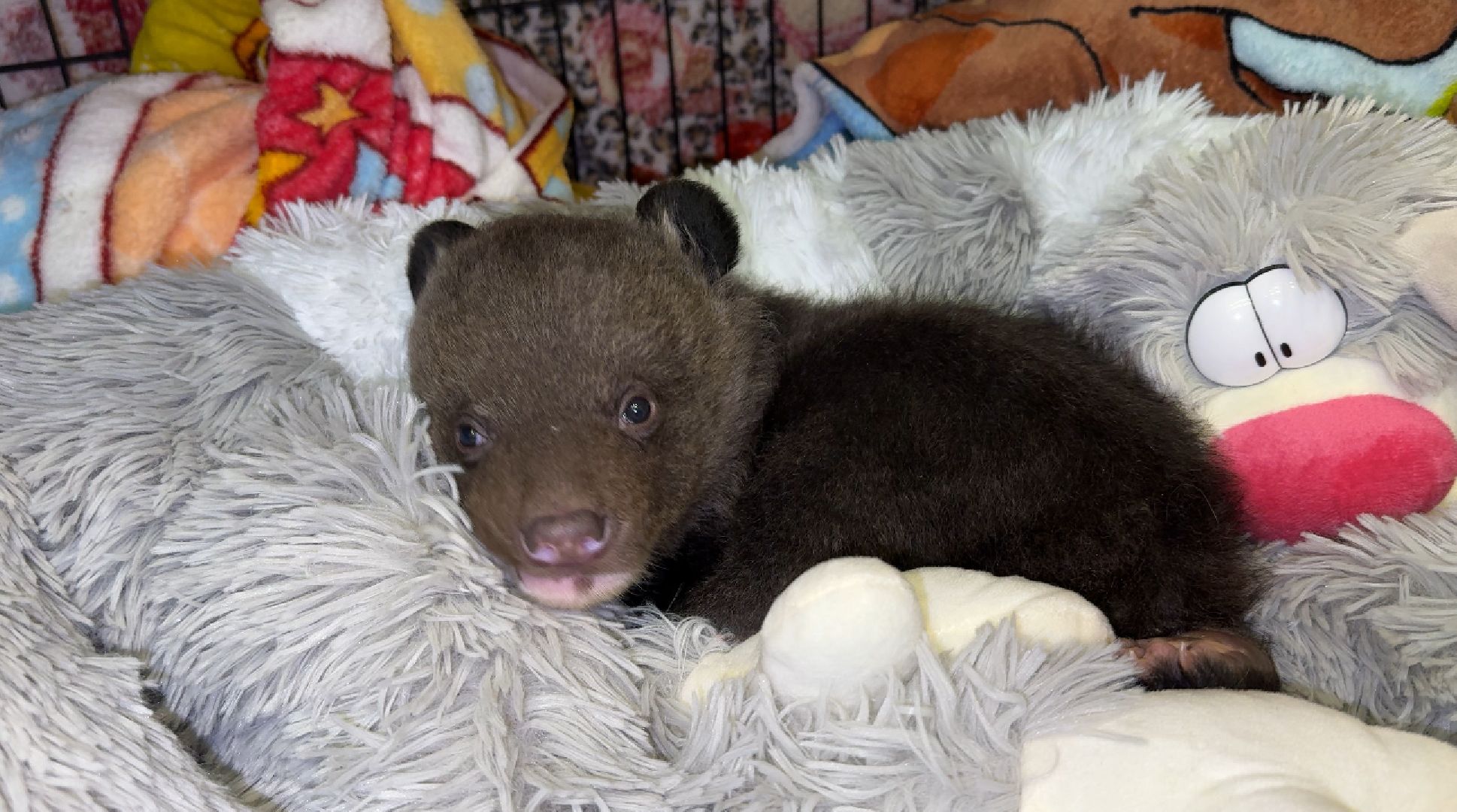 Клин, общество, помощь, животные, волонтеры,