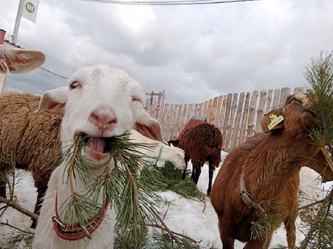 ёлка, ферма, Жуковский, волонтёры