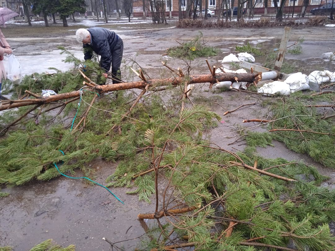 ёлка, ферма, Жуковский, волонтёры