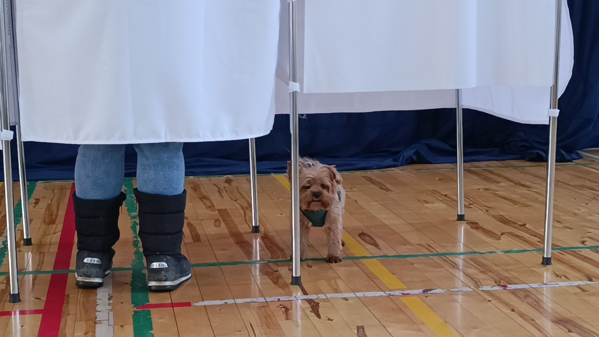 выбооры президента, собака, лобня,