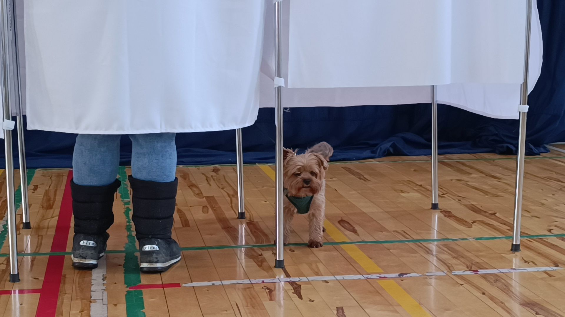 выбооры президента, собака, лобня,